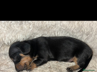 Miniature Dachshund dogs - Advert 30