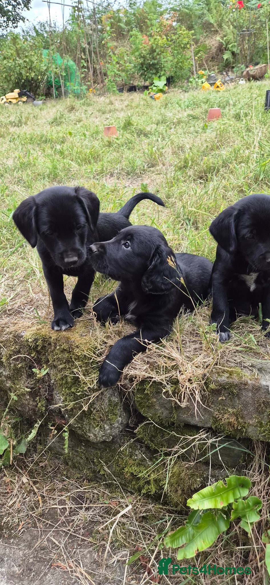 Mixed Breed dogs Cocker x Collie Puppies - Advert 2