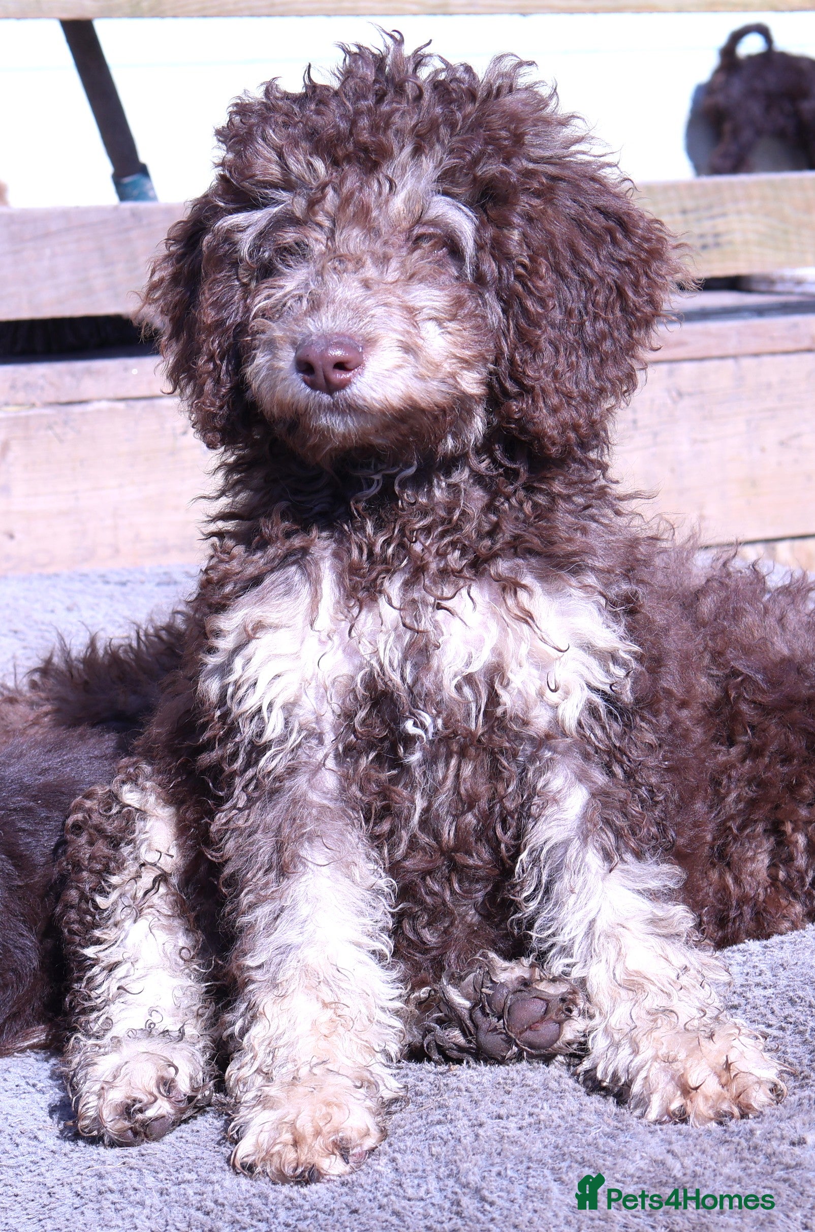 Labradoodle dogs 🐾🌈 Unique PhantomParti & Tuxedo Part trained🐾🌈 - Advert 2