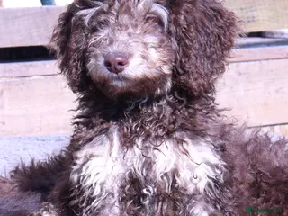 Labradoodle dogs 🐾🌈 Unique PhantomParti & Tuxedo Part trained🐾🌈 - Advert 6