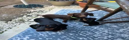 Miniature Dachshund dogs for sale: Miniature dachshund pups - Advert 1