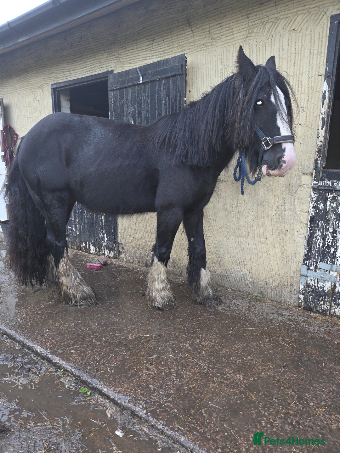 Irish Cob horses for sale: 14,1 Traditional cob mare - Advert 4