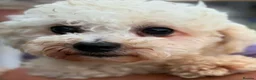 Bichon Frise dogs for adoption: Marshmallow ( mitch) 3kg male in Nottingham - Advert 3