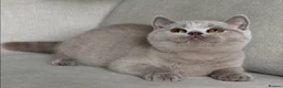 British Shorthair cats for sale: Beautiful boy & girl available  - Advert 5