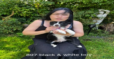 Border Collie dogs - Advert 6