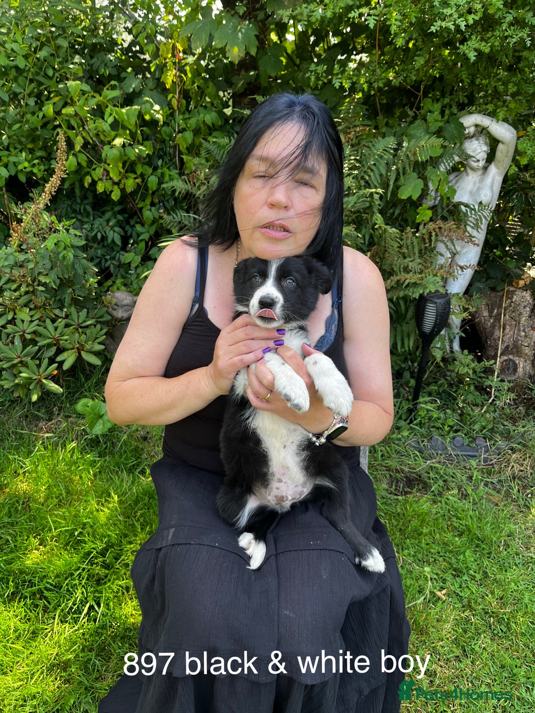 Border Collie dogs for sale: Beautiful baby borders  - Image 3