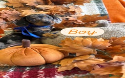 Dachshund dogs for sale: Beautiful dachshund puppies  - Image 5