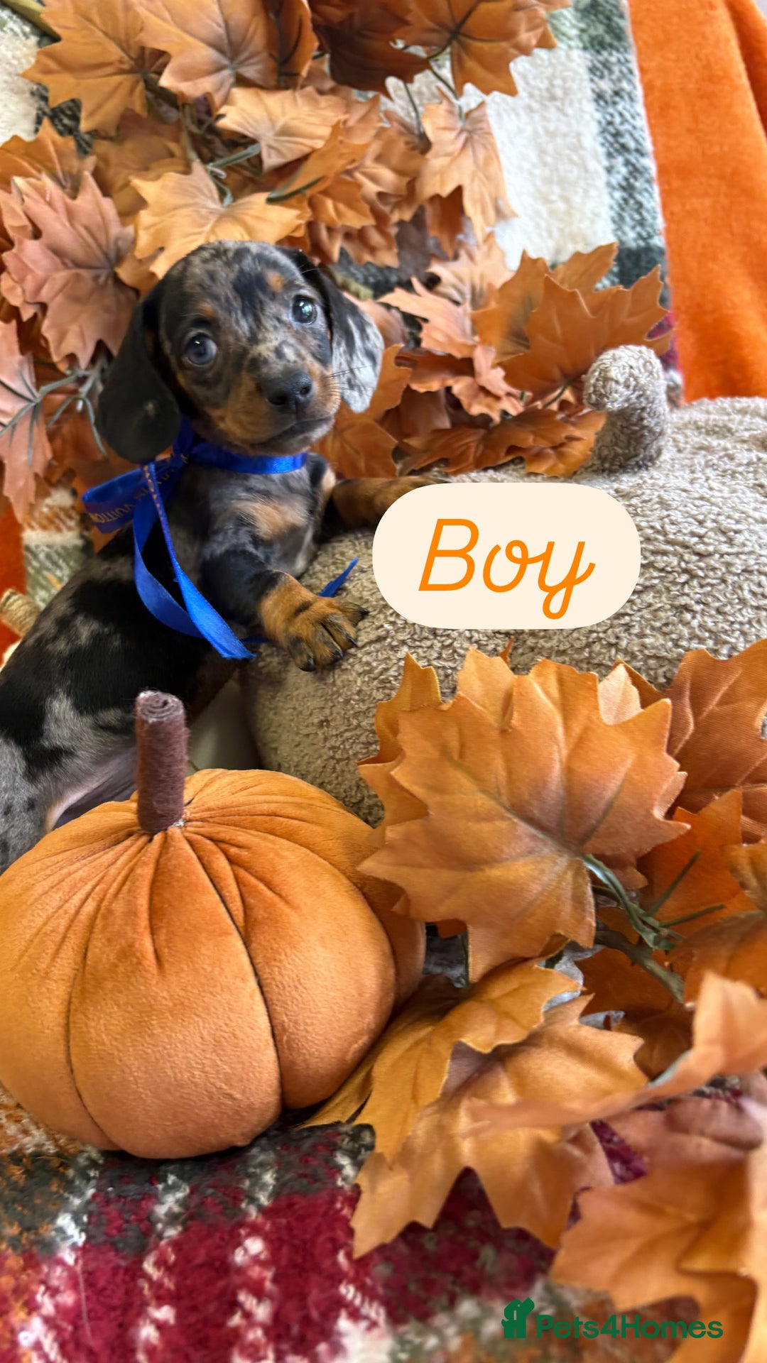 Dachshund dogs for sale: Beautiful dachshund puppies  - Image 5