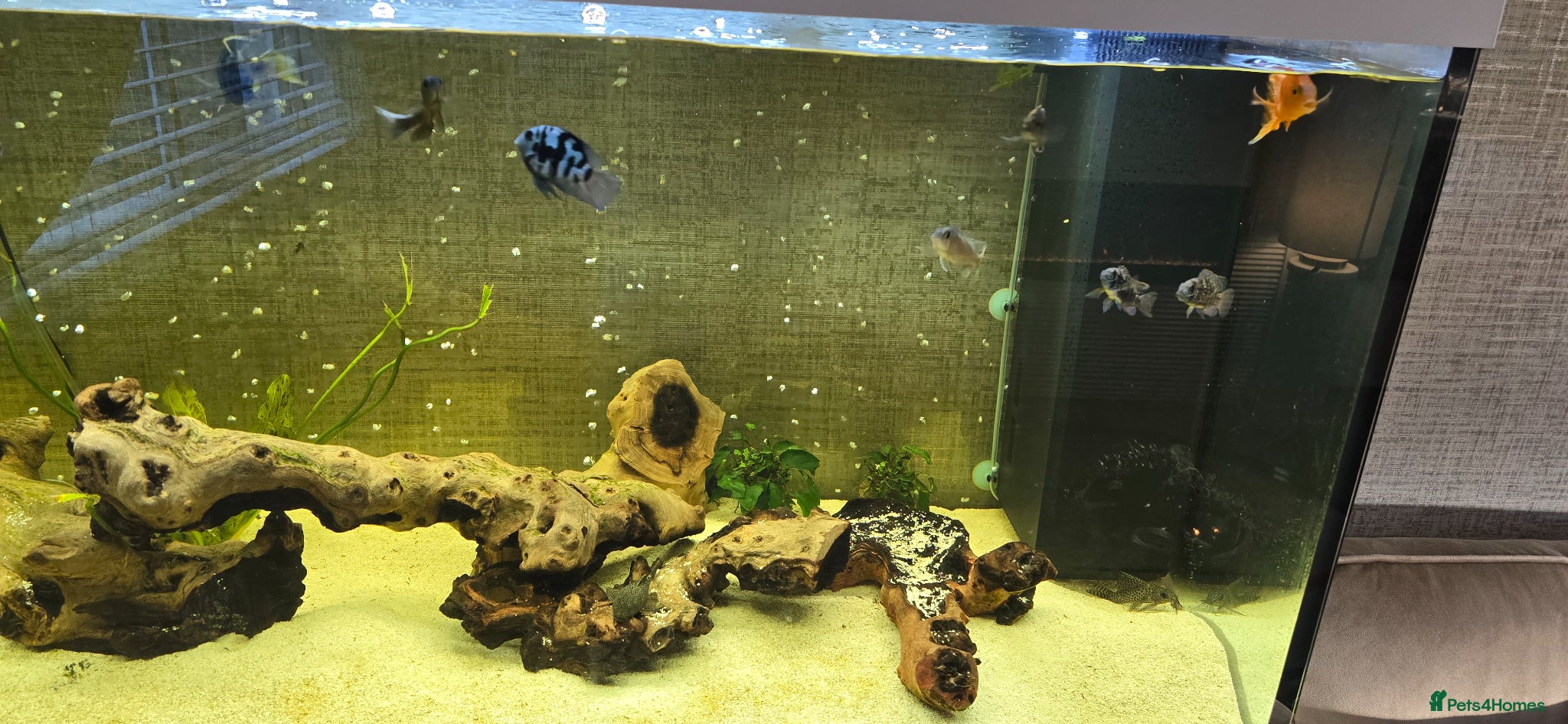 Cichlids fish Fish for sale £40  - Advert 4