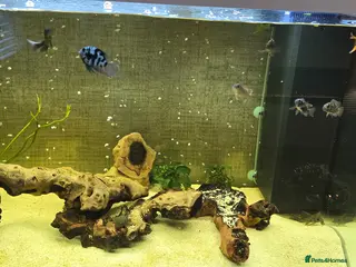 Cichlids fish Fish for sale £40 - Advert 8
