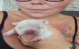 French Bulldog dogs for sale: Female White french bulldog - Image 15