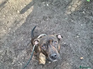 Mixed Breed dogs Mongral - Advert 13