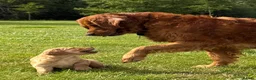 Golden Retriever dogs for sale: Dark Red Golden Retriever Pups in Burford - Advert 6