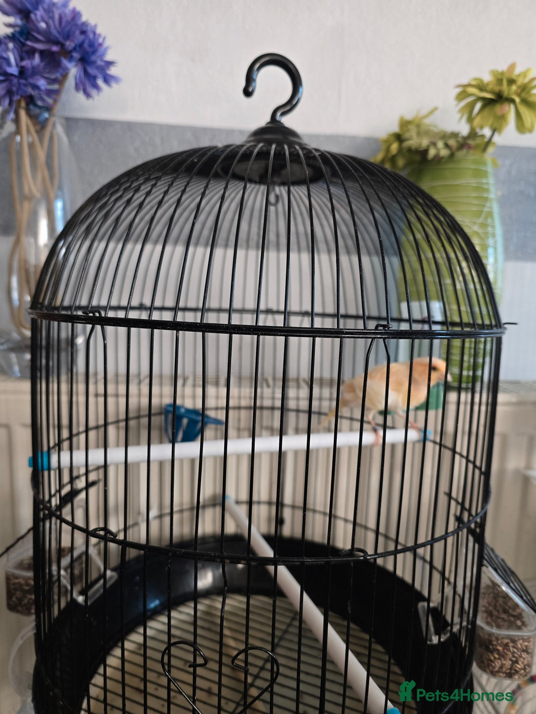 Canaries birds for sale: Lovely Cannary and budgie for sale - Advert 7