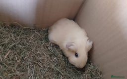 Guinea Pig rodents for sale: Beautiful cream cornet cross boy guinea pigs - Image 2