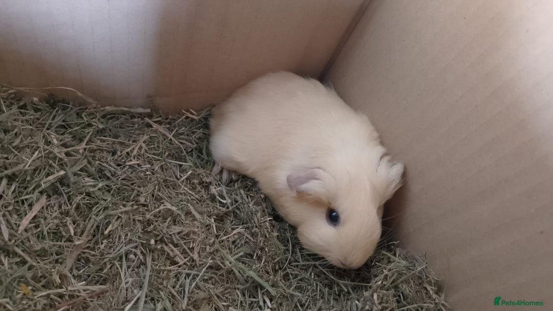 Guinea Pig rodents for sale: Beautiful cream cornet cross boy guinea pigs - Image 2