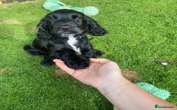 Cocker Spaniel dogs for sale: Show cocker spaniel pups  - Image 24