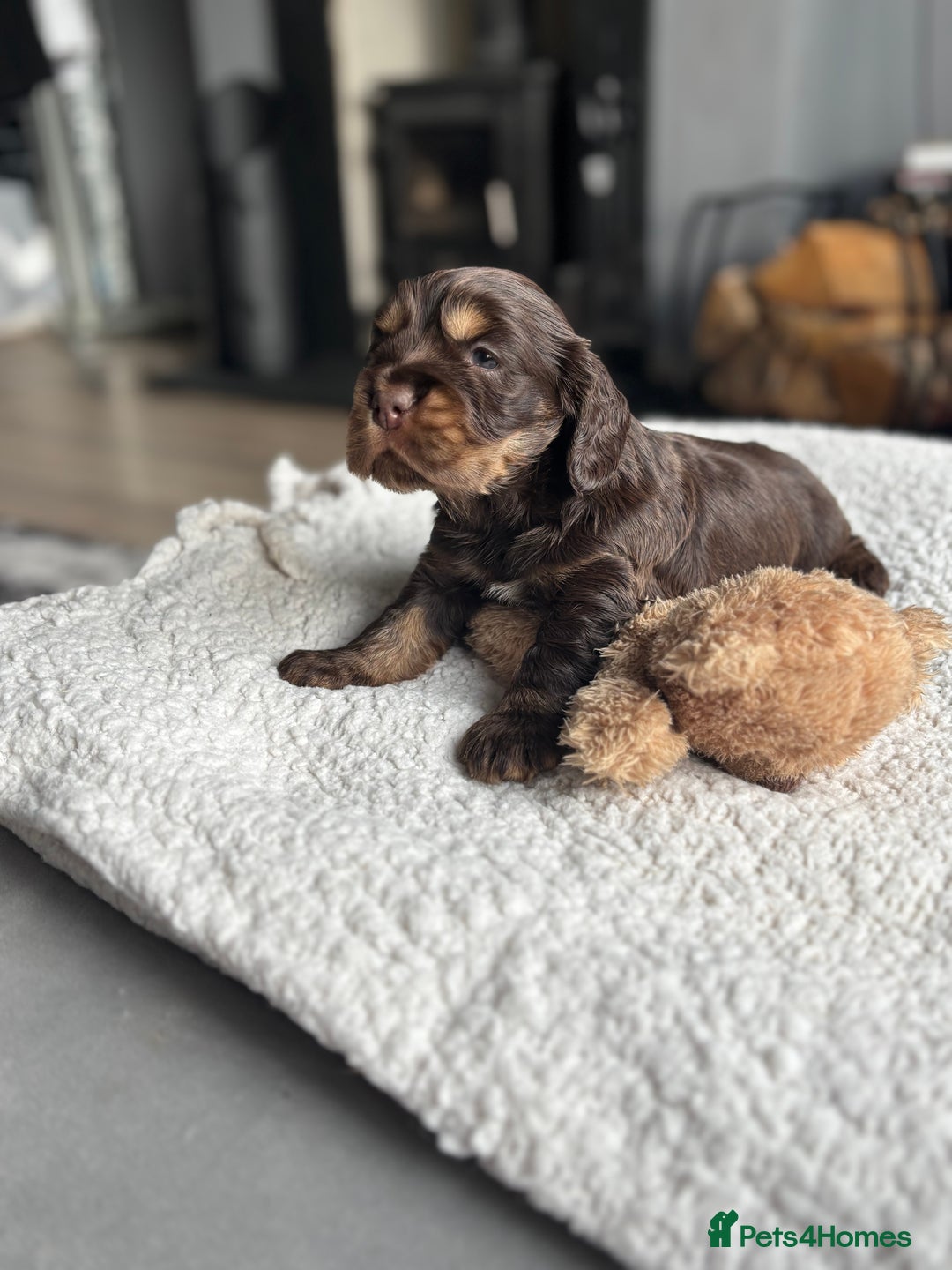 Cocker Spaniel dogs for sale: 🐾[Simbawood Lines]KC Show Cocker Spaniels🐾 - Advert 30