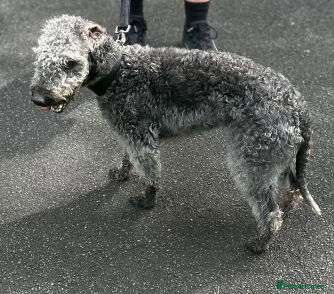 Mixed Breed dogs for sale: GENUINE BEDDY WHIPPETS 2 BOYS LEFT - Advert 5