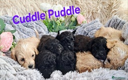 Shihpoo dogs for sale: Shihpoo Shih Tzu x Poodle (Shoodle) Puppies - Image 18