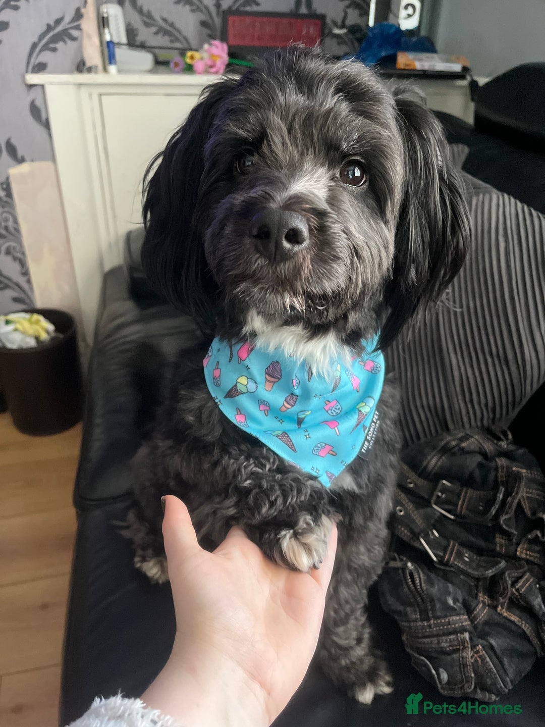 Jackapoo dogs for sale: Teddys needs a home - Advert 7