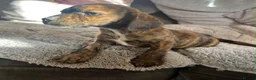 Mixed Breed dogs for sale: Cavajack puppies for sale  - Advert 3