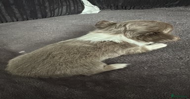 Chihuahua dogs - Advert 2