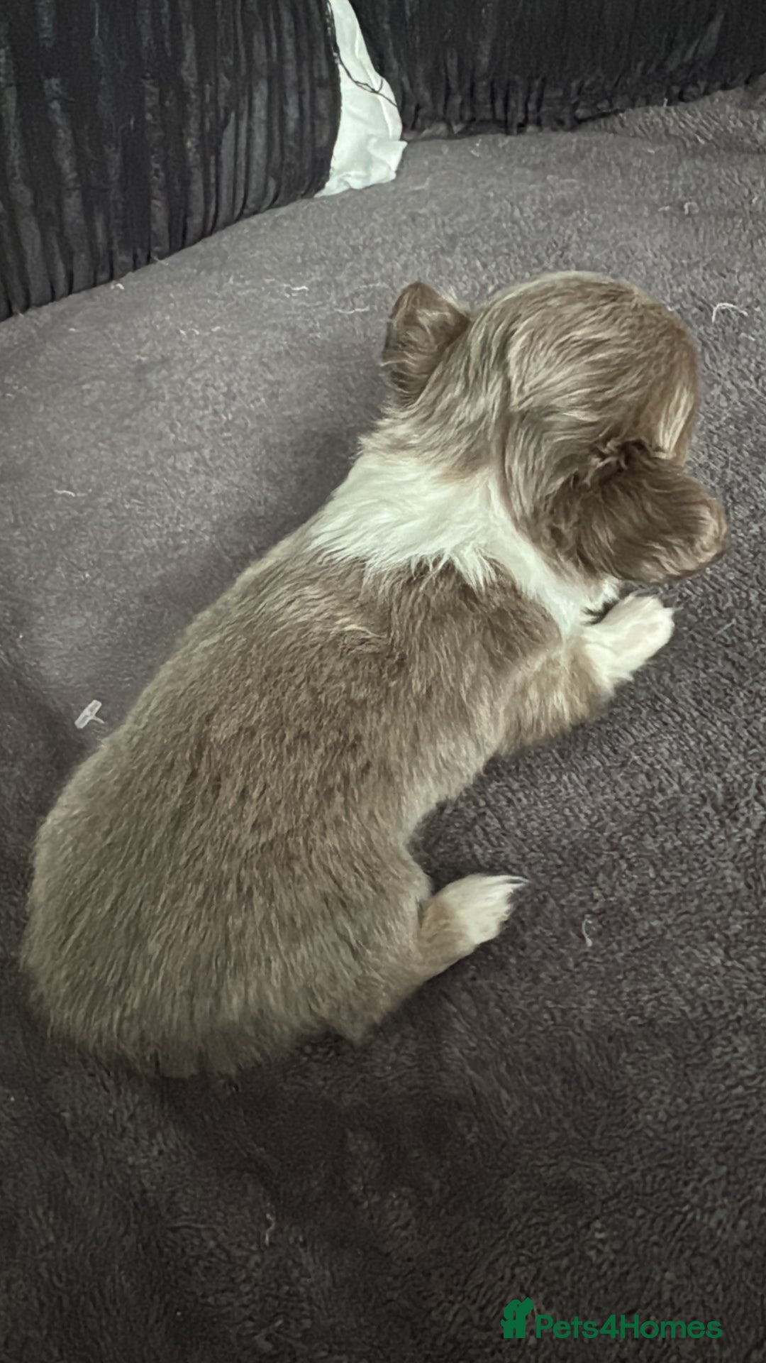 Chihuahua dogs for sale: Lilac puppies  - Image 2
