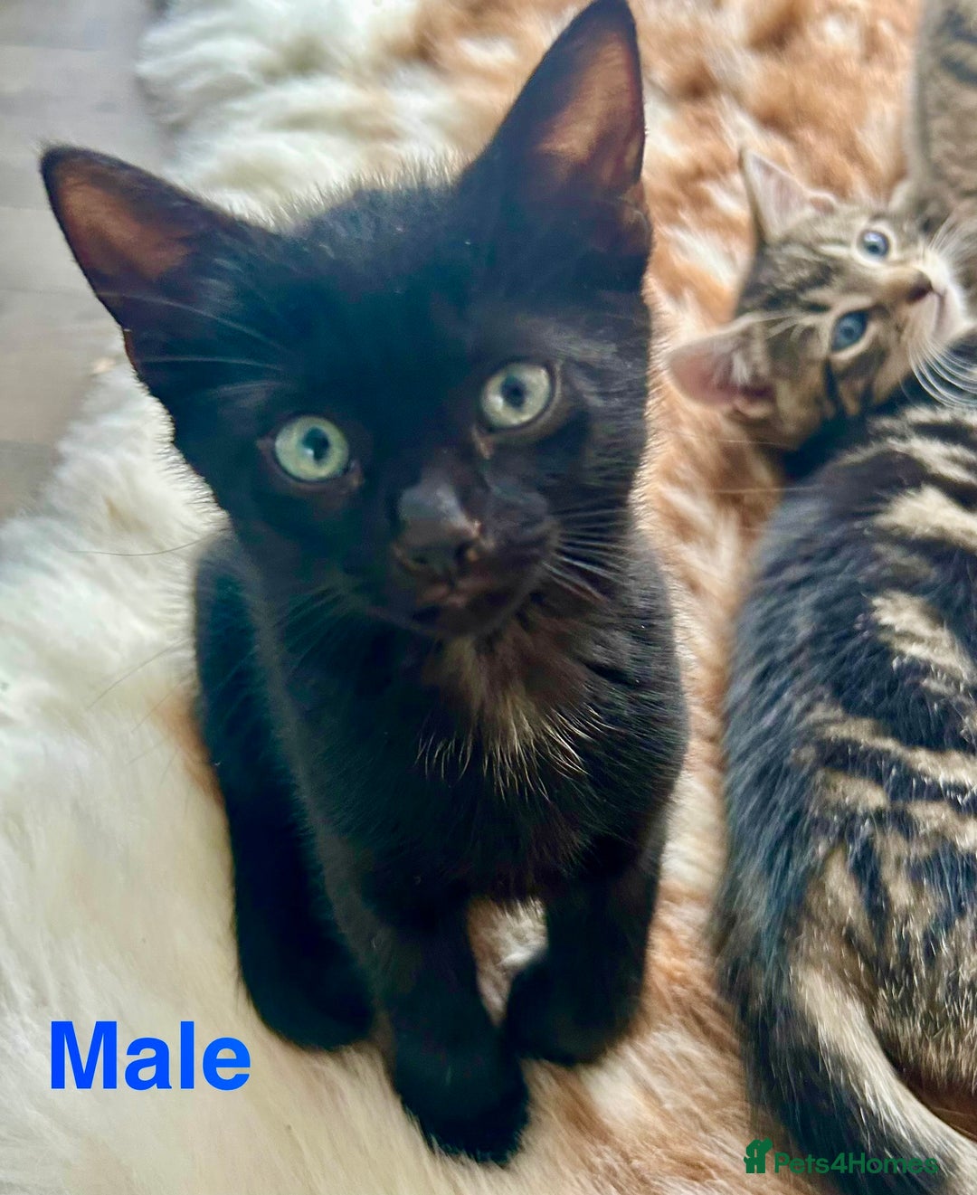 Mixed Breed cats for sale: Kittens ready for forever homes  - Image 2