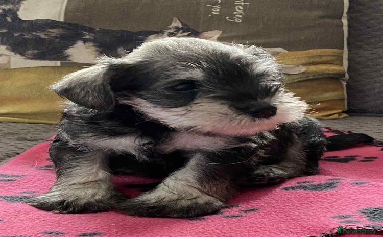 Miniature Schnauzer dogs - Advert 6