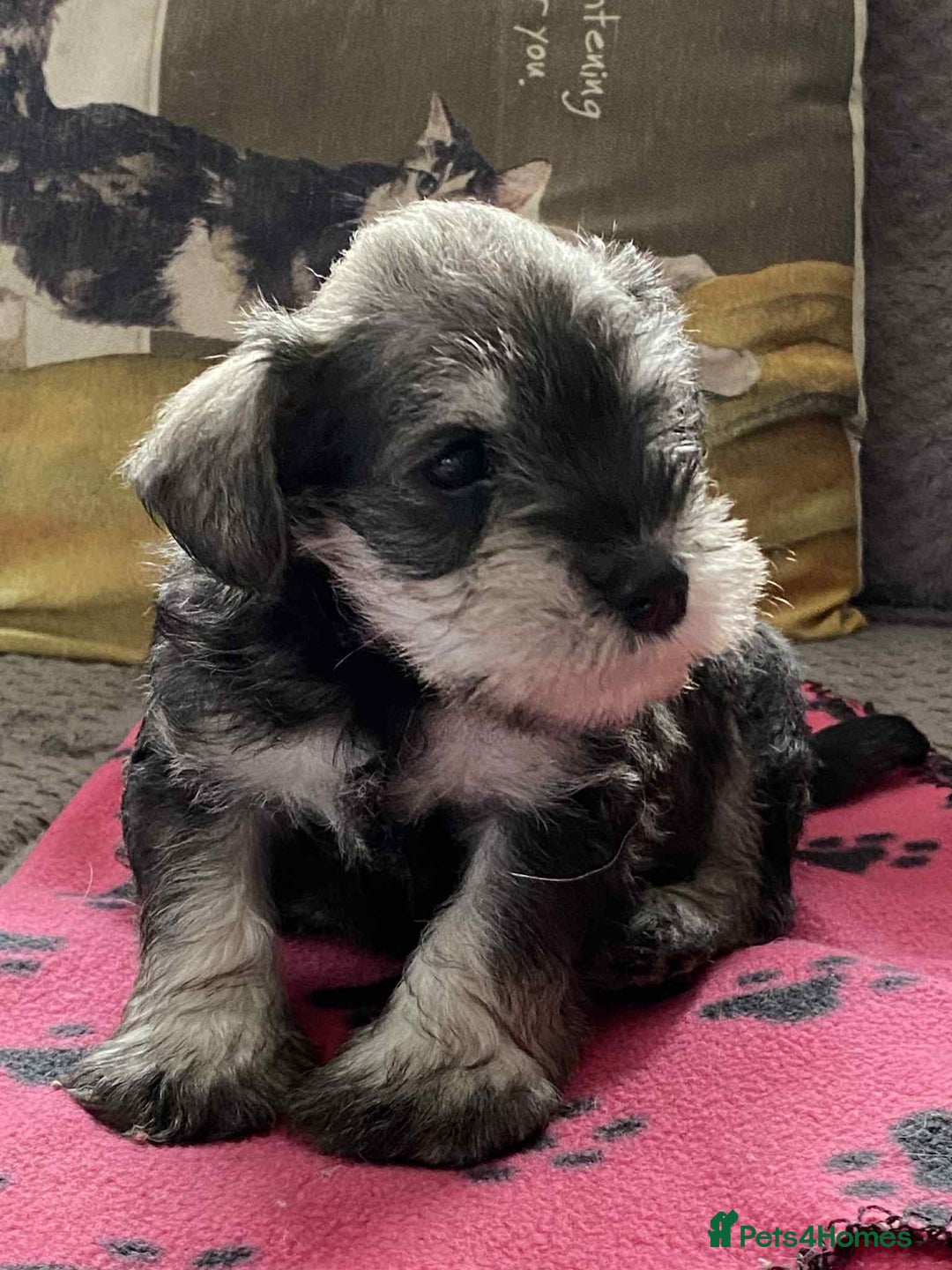 Miniature Schnauzer dogs for sale: 6 adorable Miniature schnauzer puppies  - Image 4