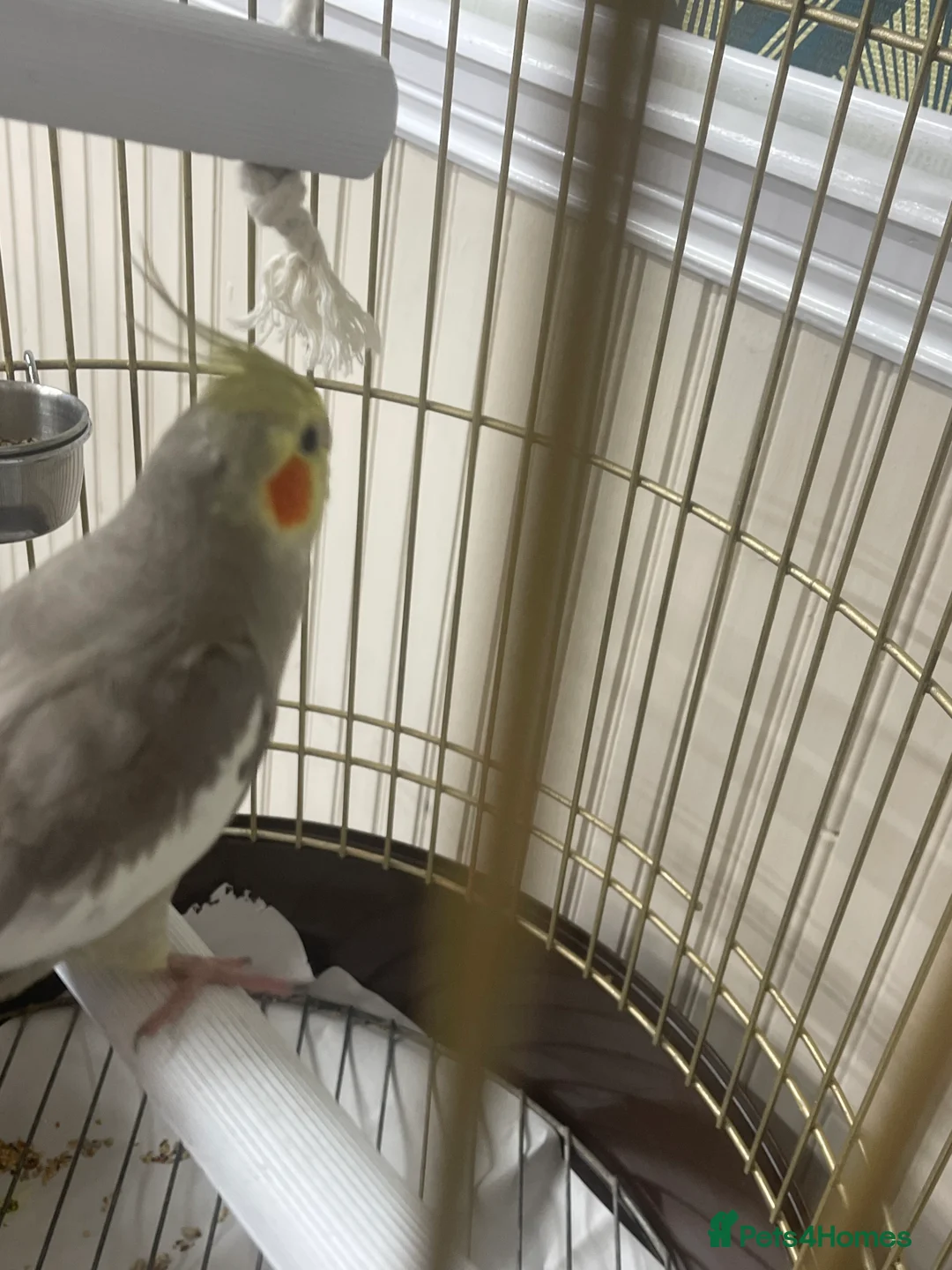 Cockatiels birds for sale: Cockatiel  - Advert 3