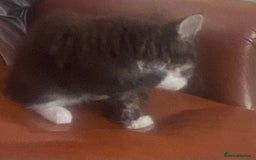 Maine Coon cats for sale: One maincoone boy  - Image 7