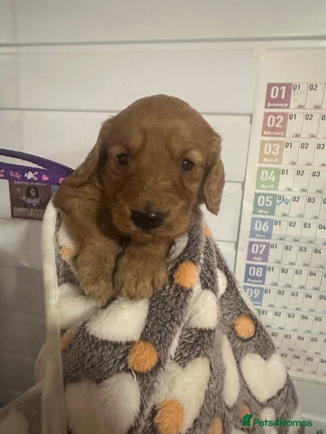 Cockapoo dogs for sale: Chunky f1  4 cockapoo puppies ready 30th December  - Advert 3