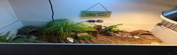 Tortoise reptiles for sale: Sheldon Tortoise  in Bolton - Advert 3