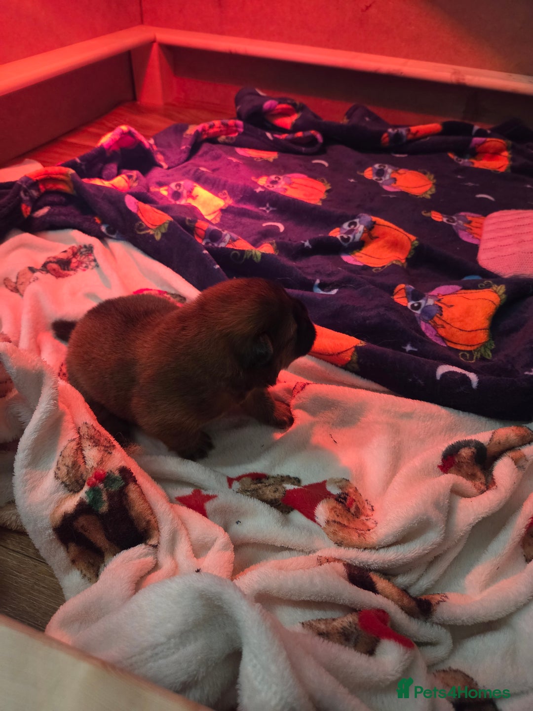 Chow Chow dogs for sale: KC REGISTERED CHOW CHOW GIRL - Advert 5