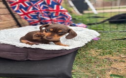 Miniature Dachshund dogs for sale: Miniature dachshund puppies  - Image 9