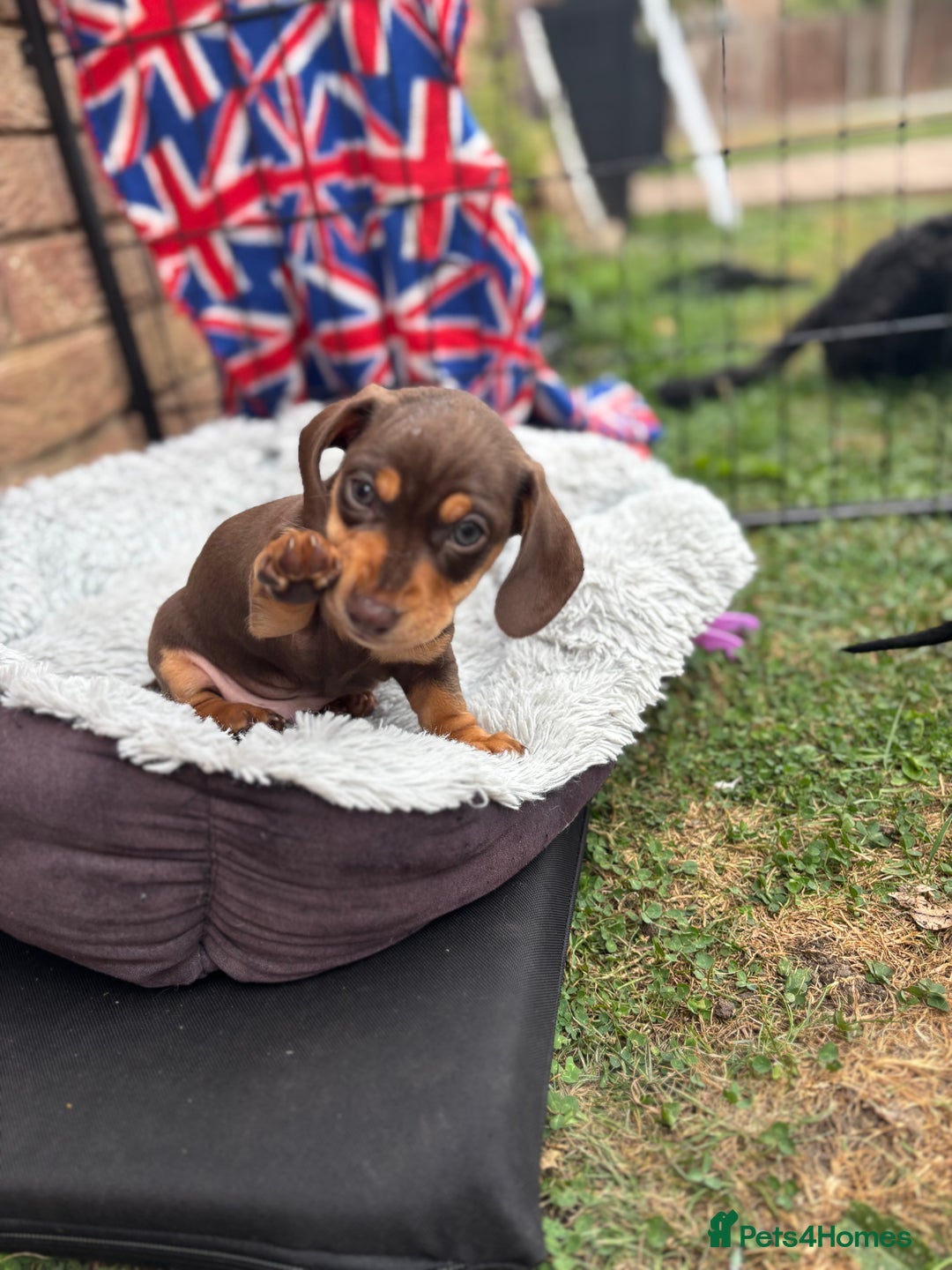 Miniature Dachshund dogs for sale: Miniature dachshund puppies  - Image 9