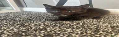 Mixed Breed Kitten 4