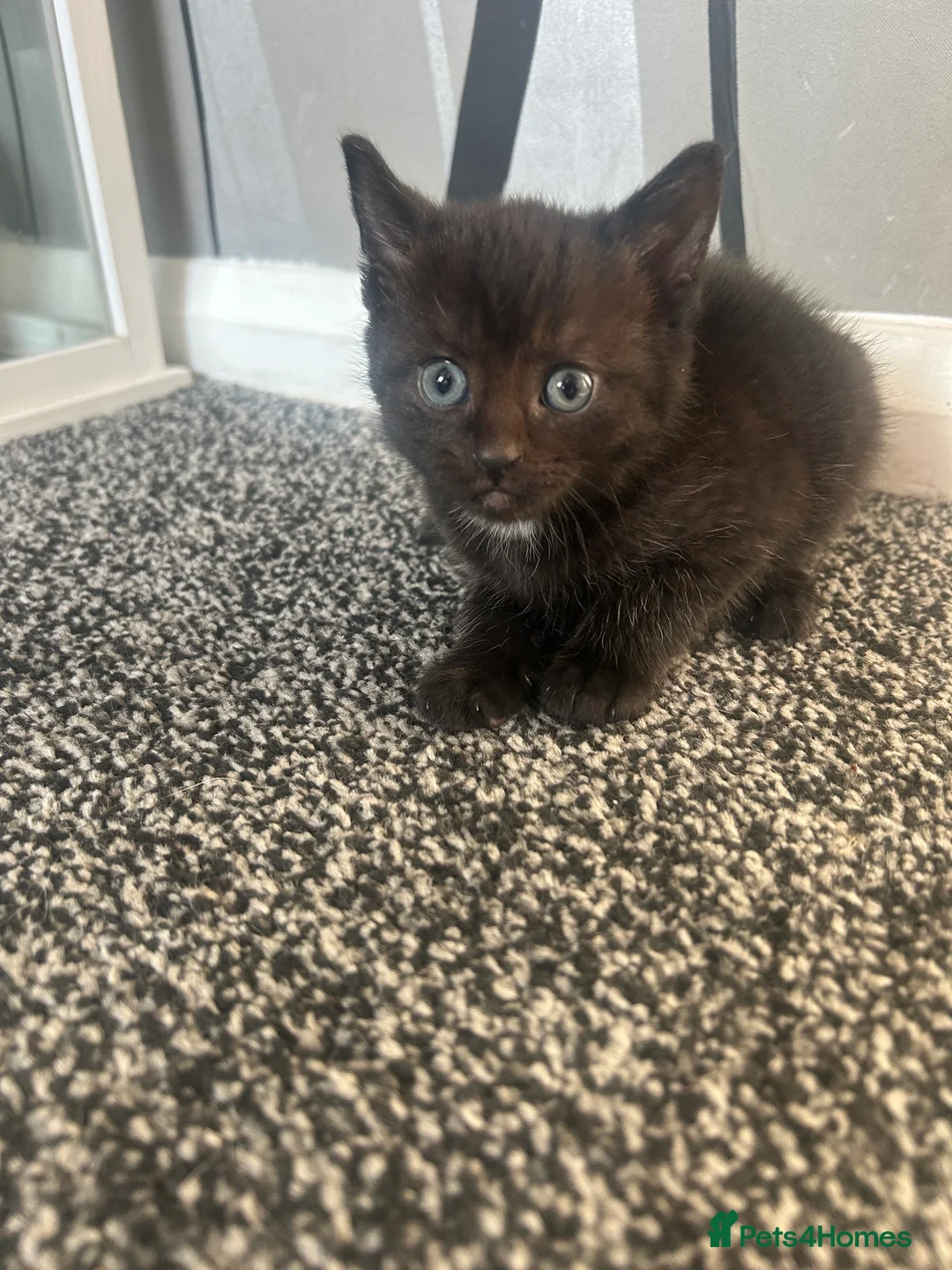 Mixed Breed cats for sale: Kittens for sale  in Bordon - Advert 2