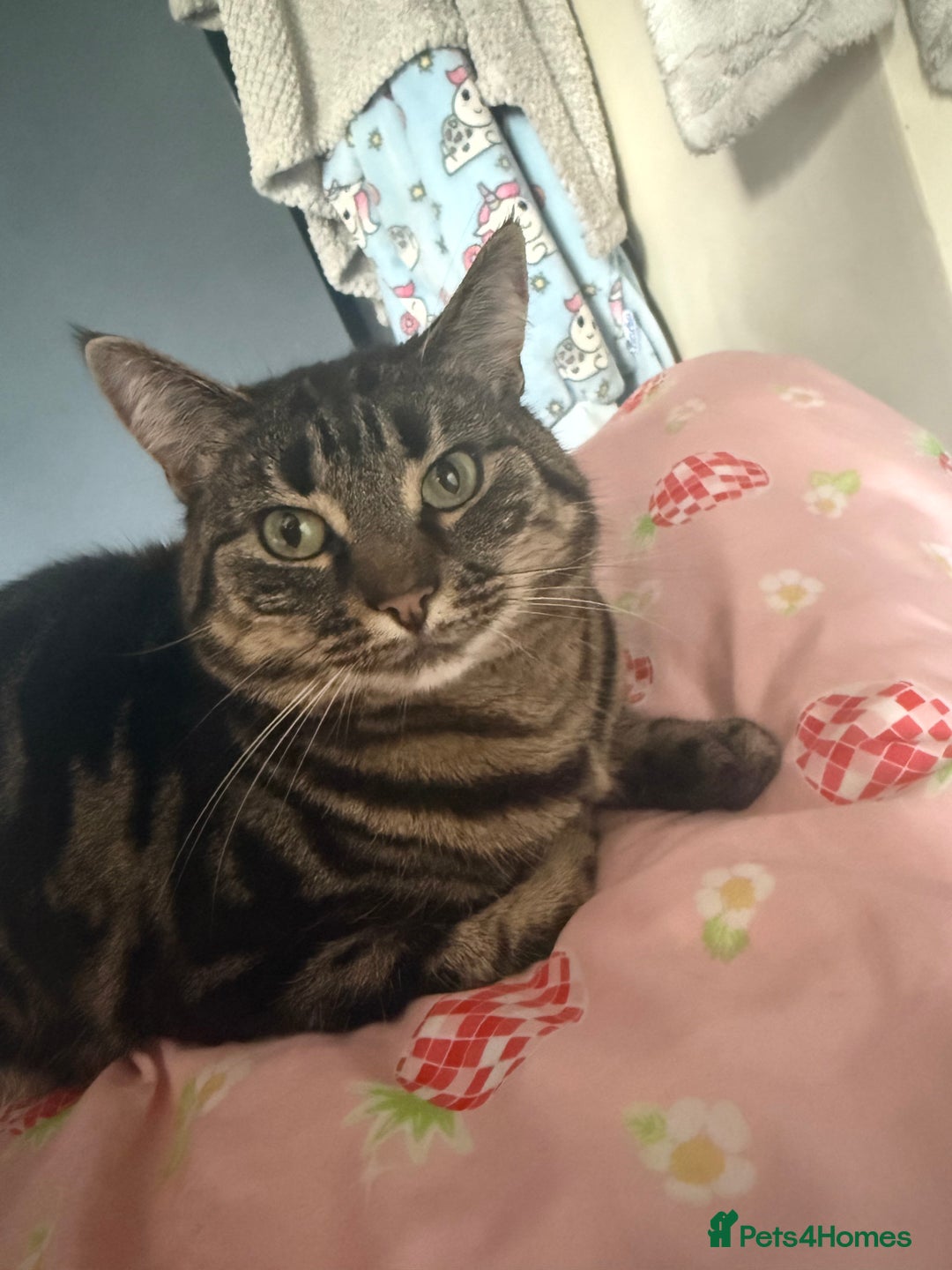 Domestic Shorthair cats for sale: Affectionate 3 yo female cat - Image 2