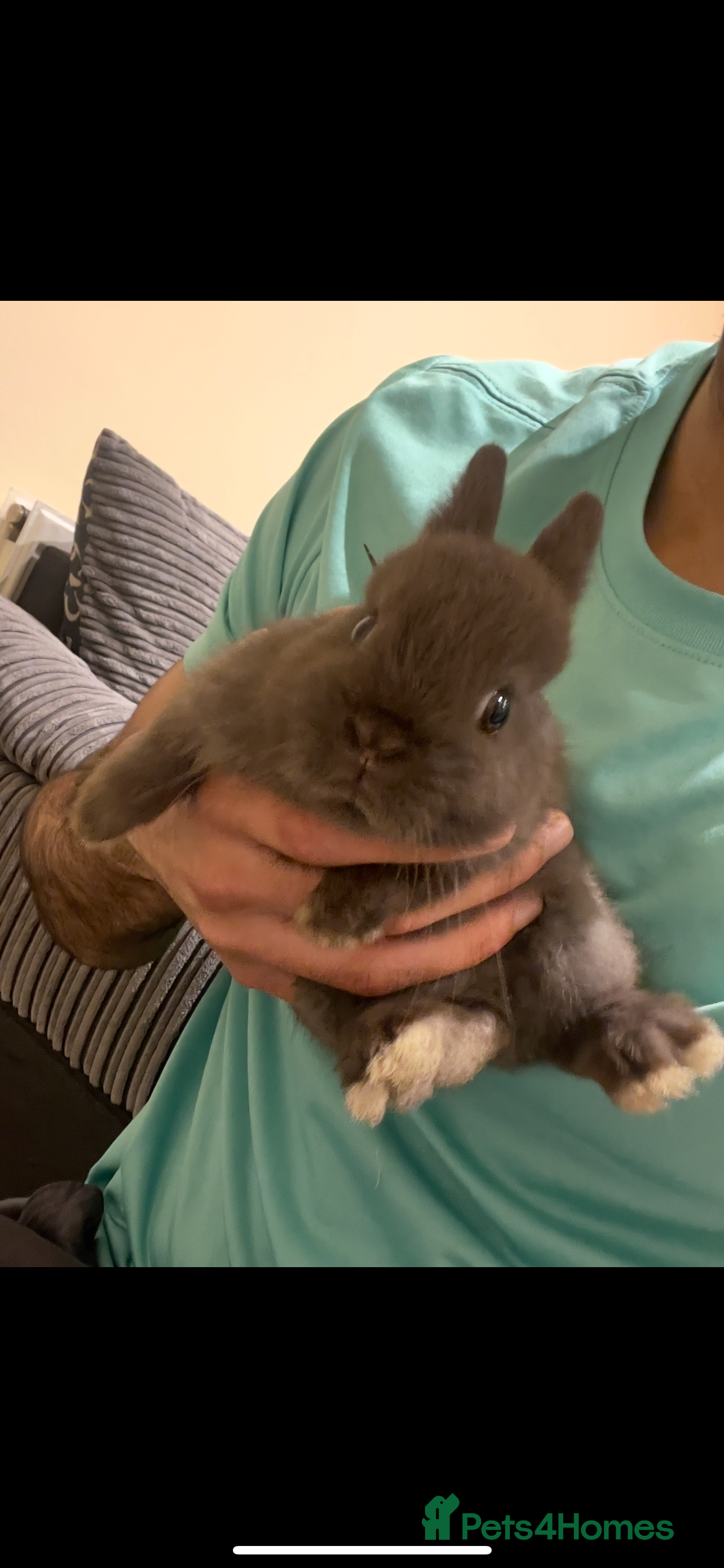 Netherland Dwarf rabbits Pure Netherland Dwarf - Advert 15