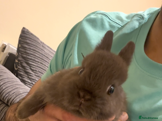 Netherland Dwarf rabbits Pure Netherland Dwarf - Advert 3