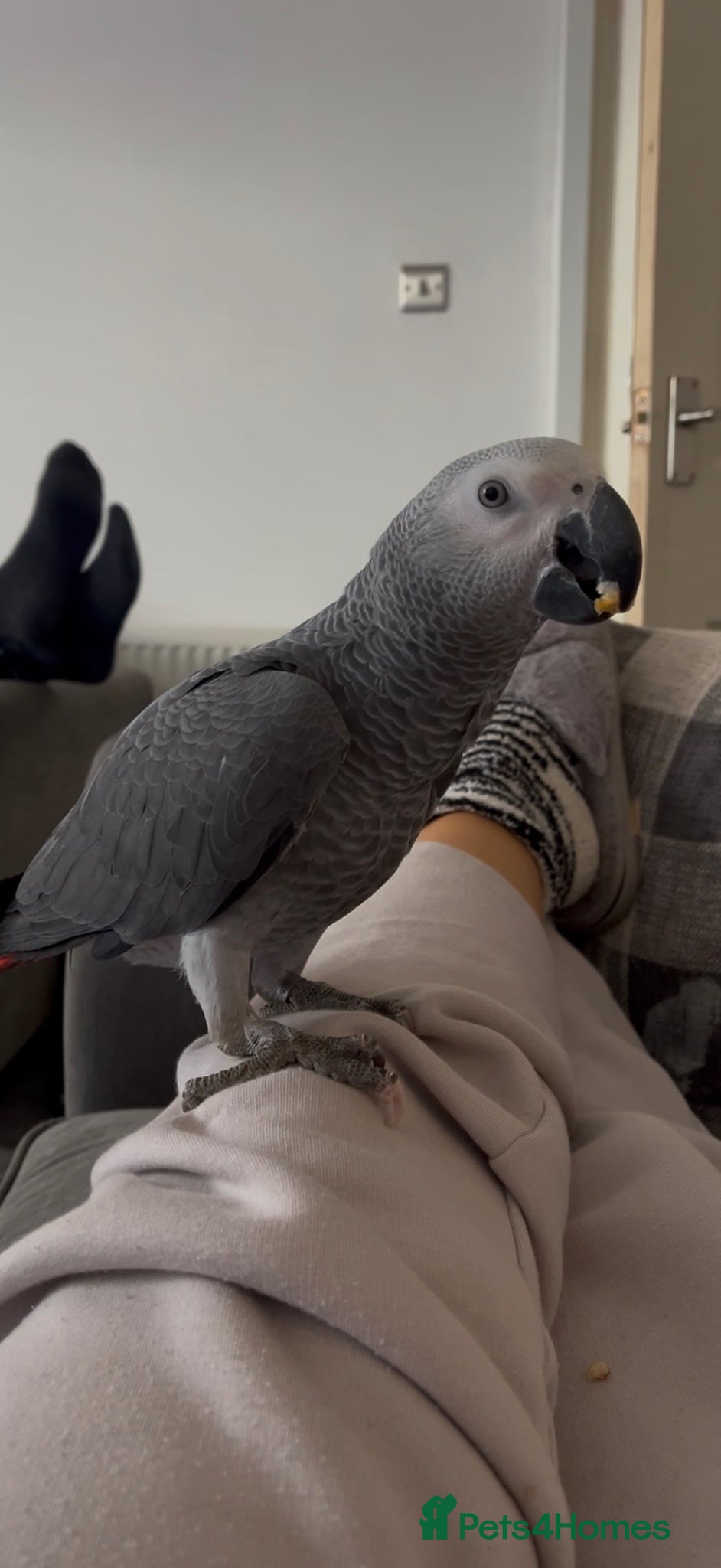 Parrots birds Talking African Grey “Gizmo” – 1 Year Old - Advert 2