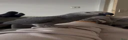 Parrots birds for sale: Talking African Grey “Gizmo” – 1 Year Old - Advert 1