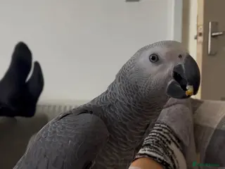 Parrots birds Talking African Grey “Gizmo” – 1 Year Old - Advert 7