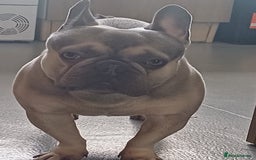 French Bulldog dogs for sale: Male French bulldog  - Image 5