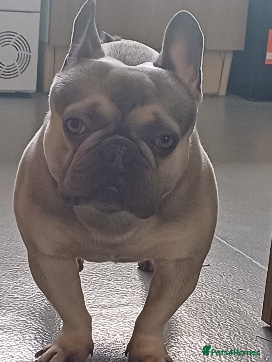 French Bulldog dogs for sale: Male French bulldog  - Image 5