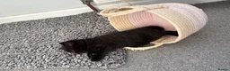 Mixed Breed cats for sale: Ready to go 3 female kittens  - Advert 8