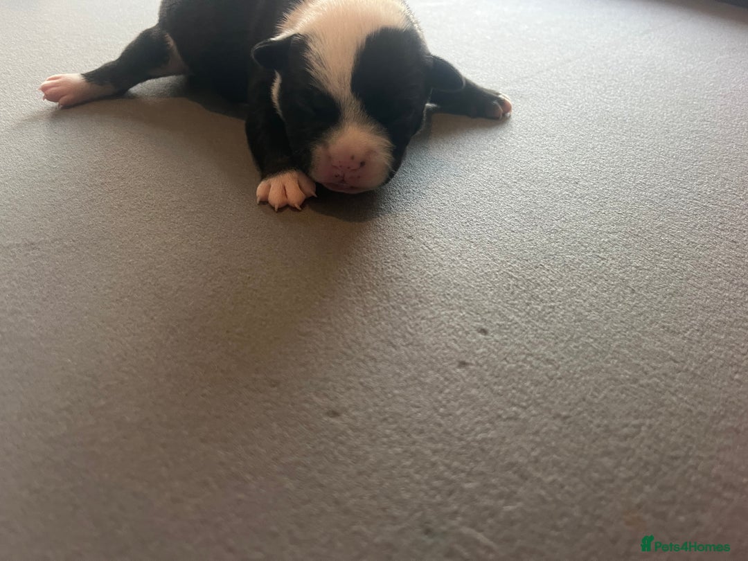 Mixed Breed dogs for sale: StaffyXAmerican bulldog puppies  - Image 20
